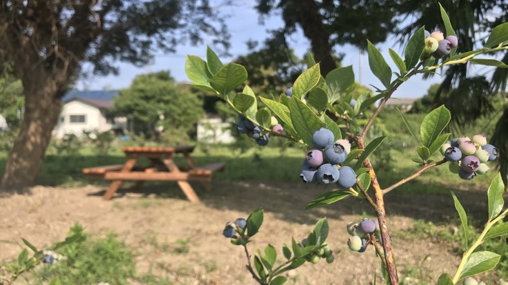 カインの里の画像